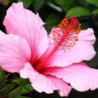 Hibiskusblüte