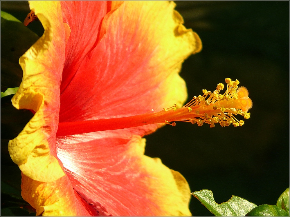 Hibiskusblüte