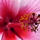 Hibiskusblüte