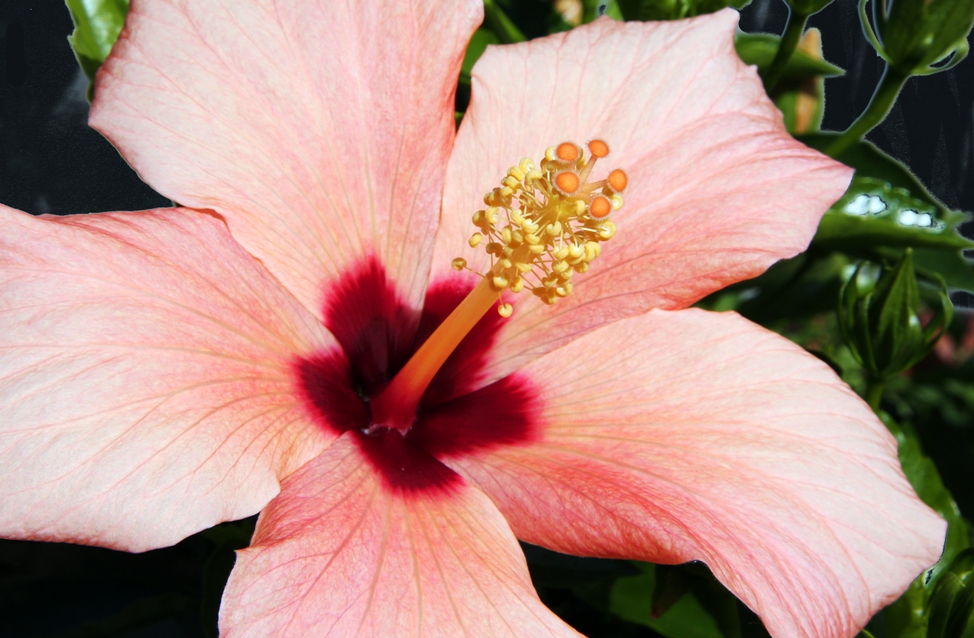 Hibiskusblüte