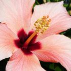 Hibiskusblüte