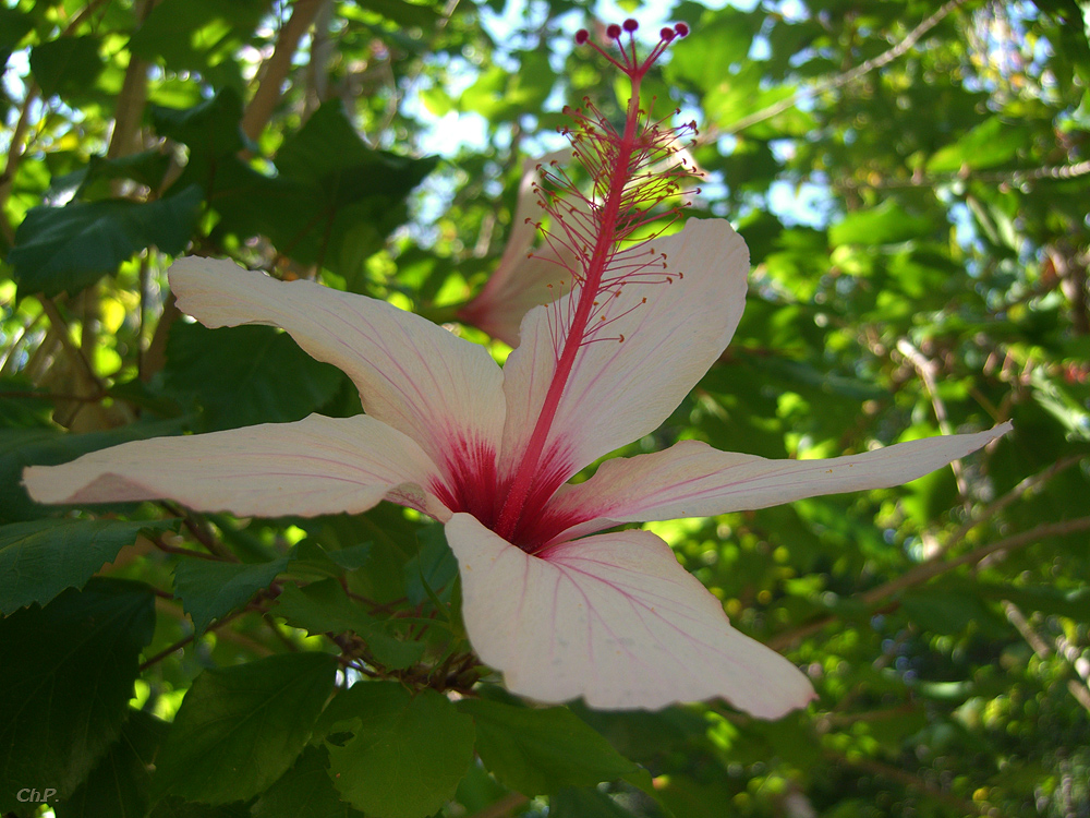 *Hibiskusblüte*