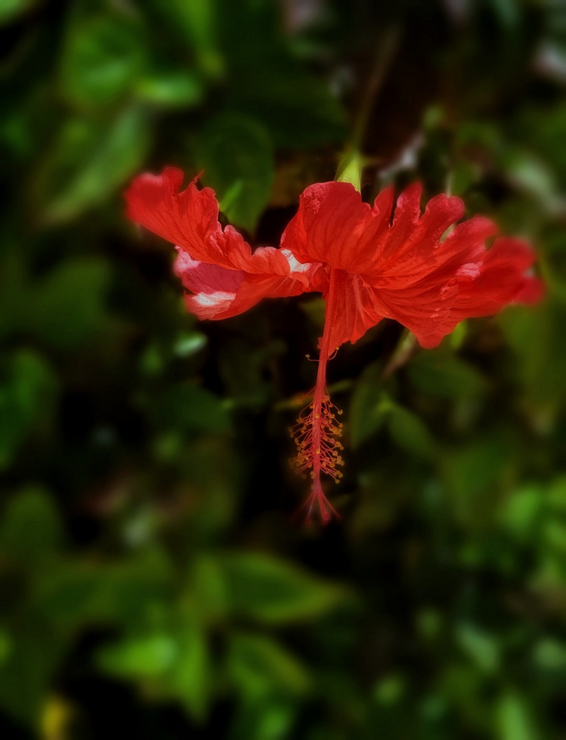  Hibiskusblüte