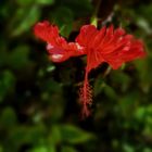  Hibiskusblüte