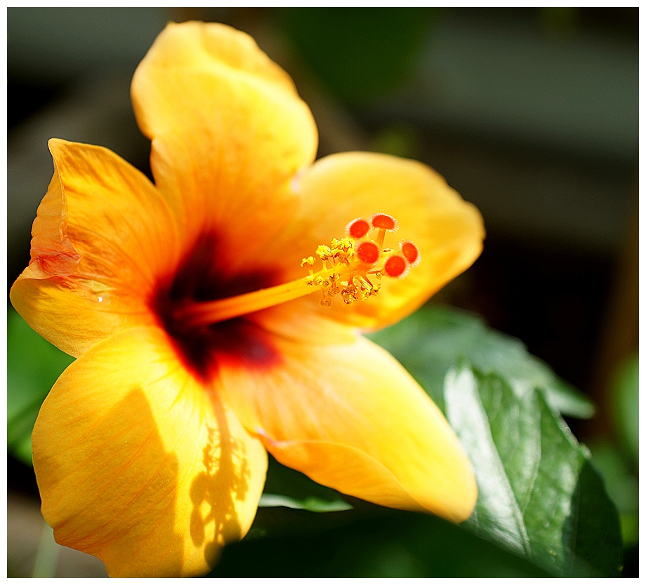 Hibiskusblüte