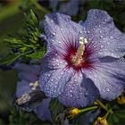 Hibiskusblüte