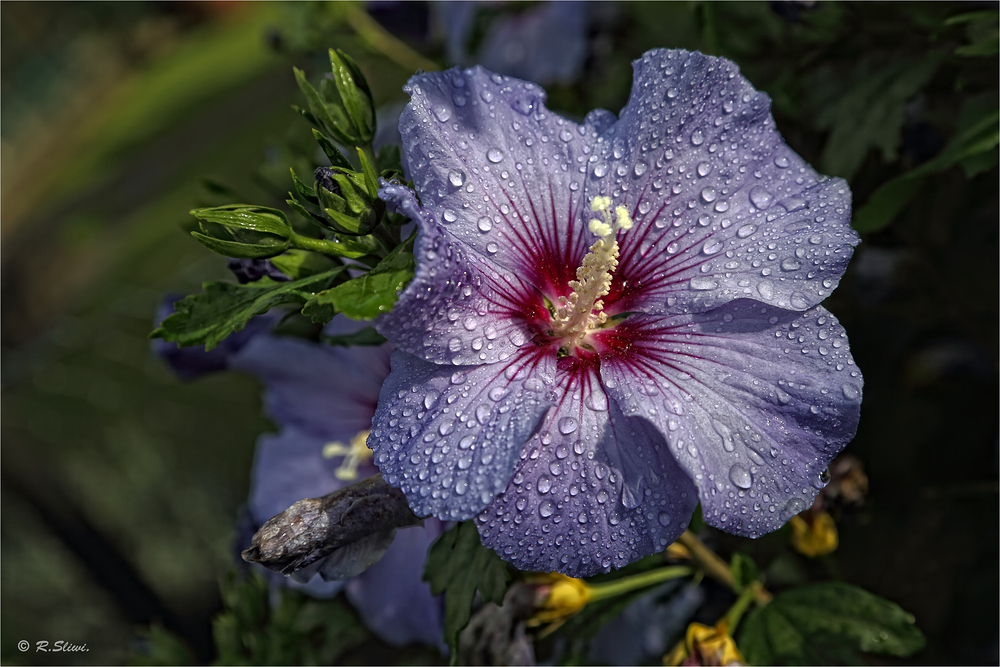 Hibiskusblüte