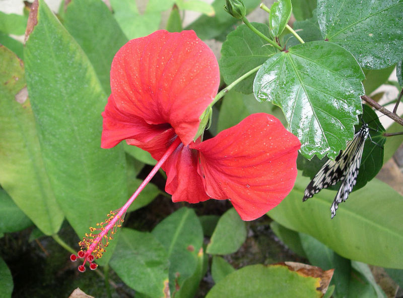 Hibiskusblüte