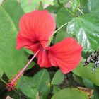 Hibiskusblüte