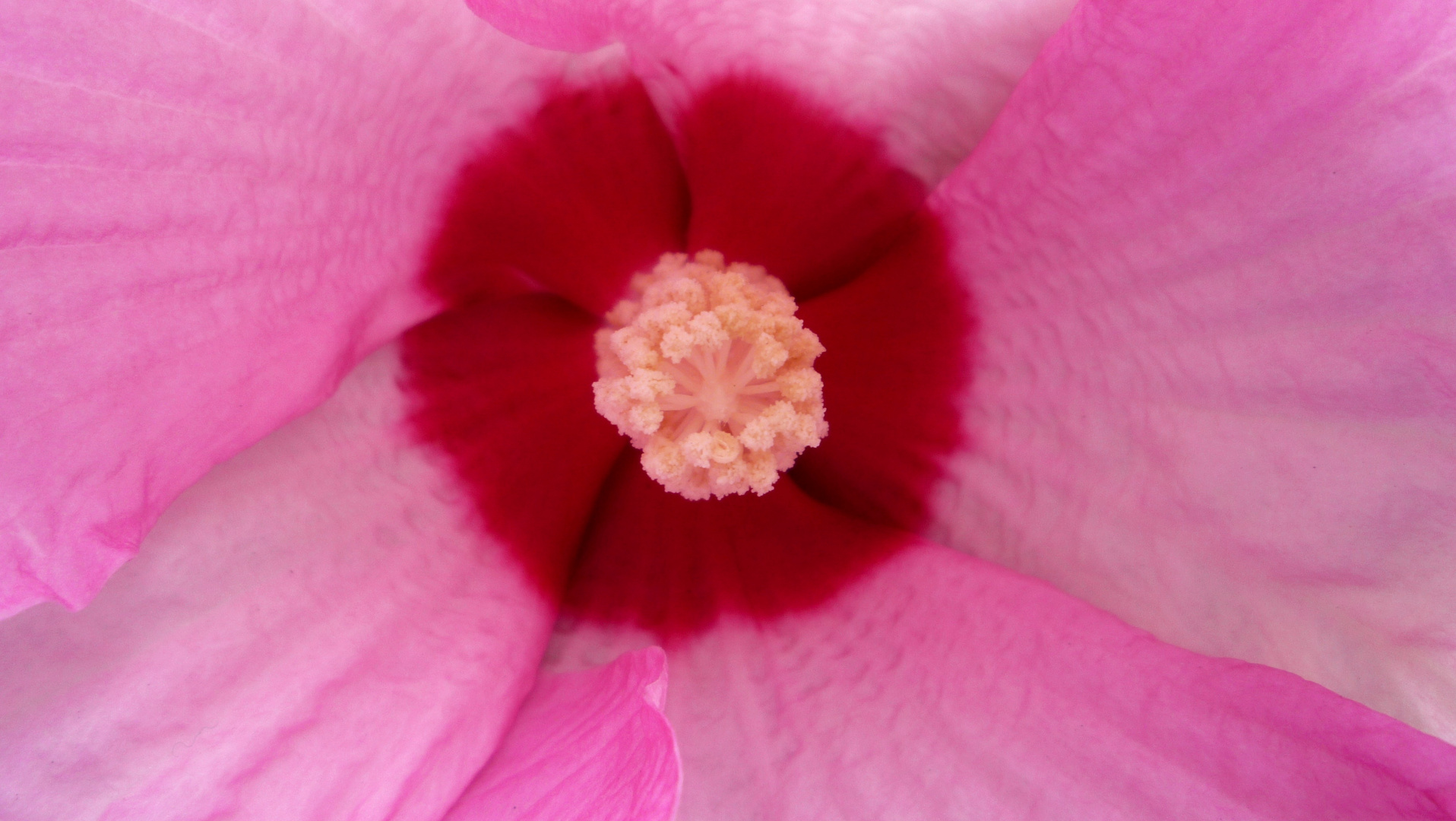 Hibiskusblüte