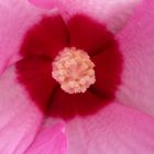 Hibiskusblüte