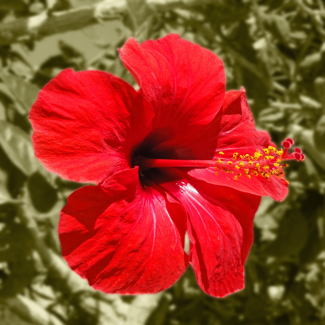 Hibiskusblüte auf der Insel Kos