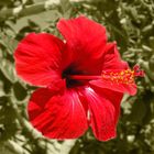 Hibiskusblüte auf der Insel Kos