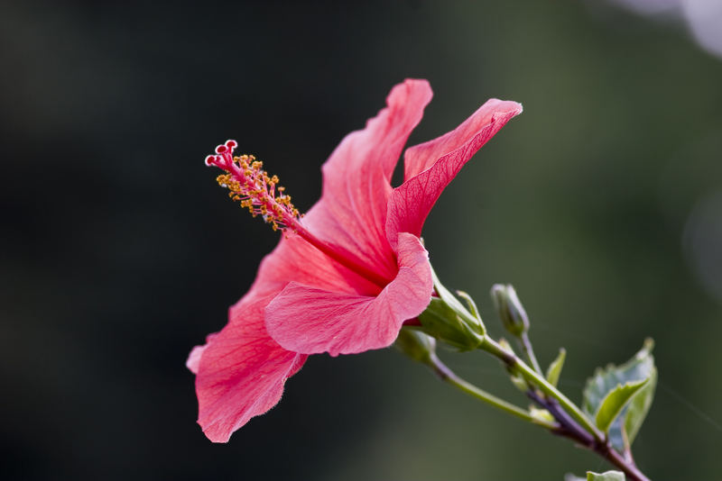 Hibiskusblüte auf der Mainau