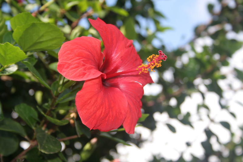 Hibiskusblüte auf Madeira