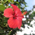 Hibiskusblüte auf Madeira