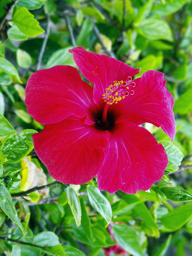 Hibiskusblüte auf Malta