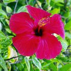 Hibiskusblüte auf Malta