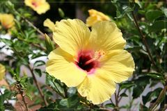 Hibiskusblüte auf Teneriffa