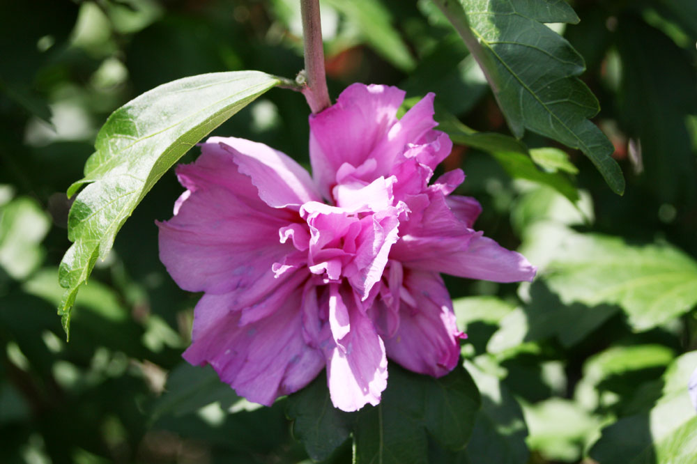 Hibiskusblüte aus 2017