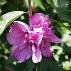 Hibiskusblüte aus 2017