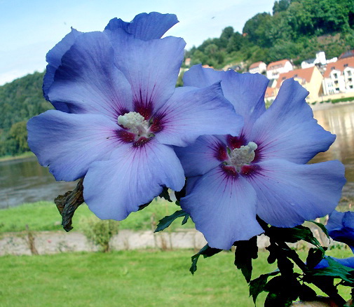 Hibiskusblüte