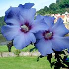 Hibiskusblüte