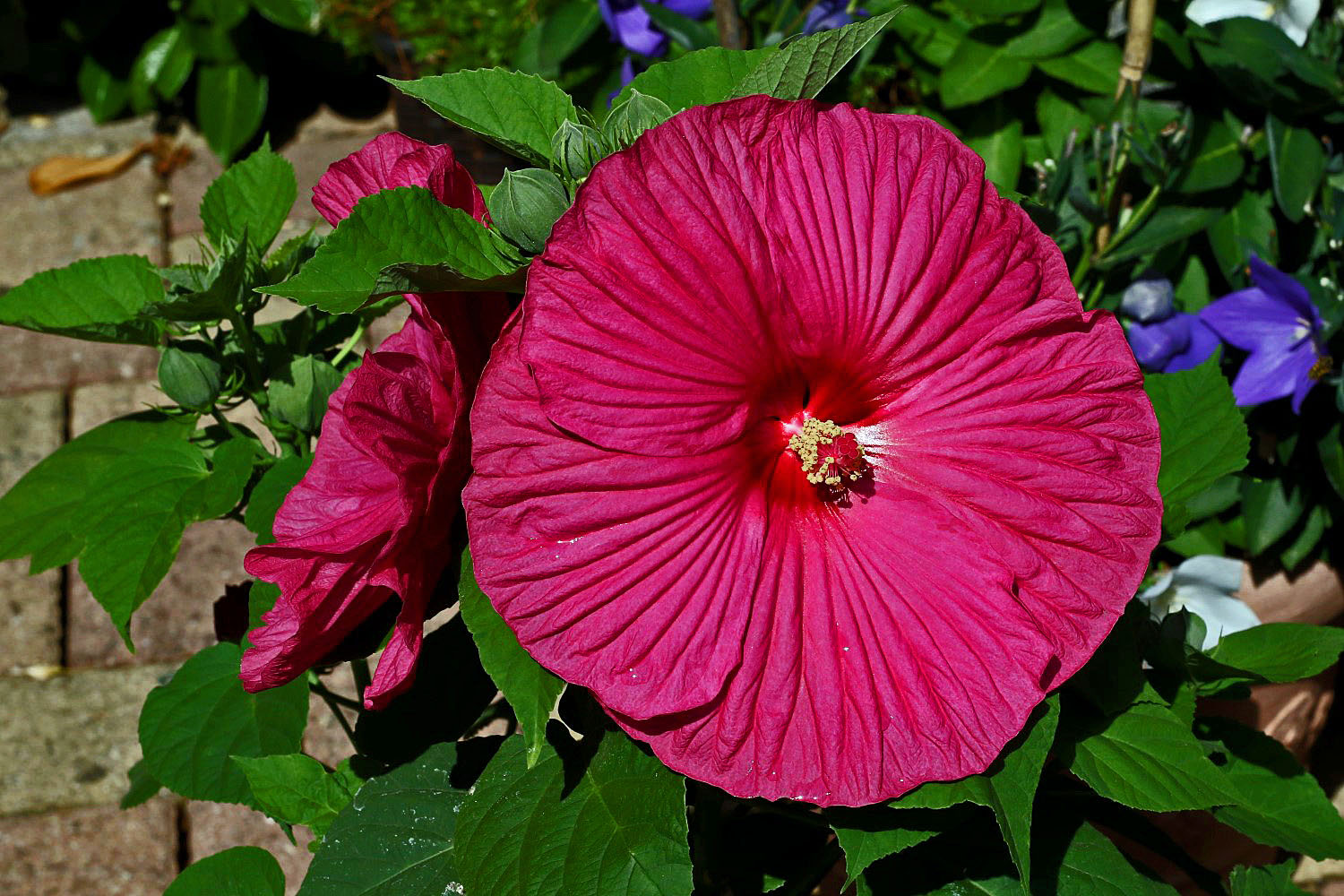 Hibiskusblüte