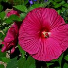 Hibiskusblüte