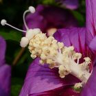 Hibiskusblüte