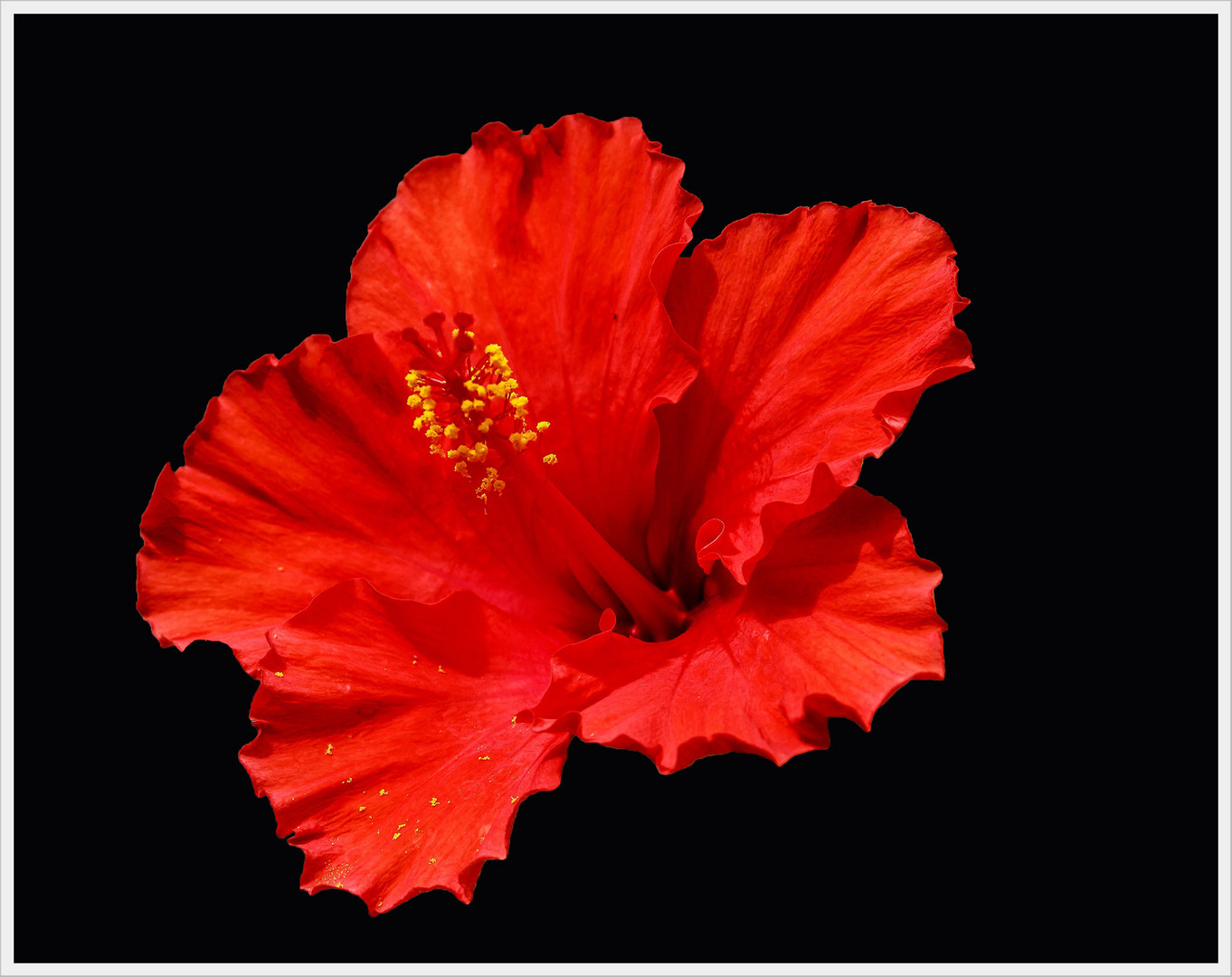 Hibiskusblüte