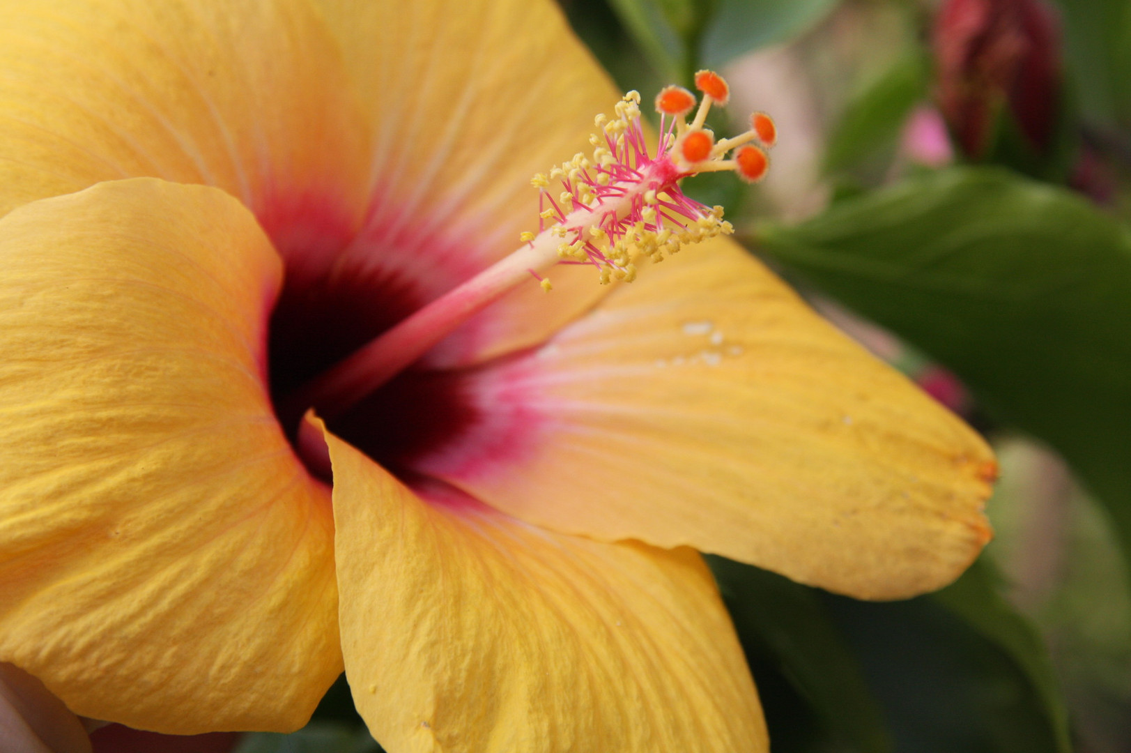 Hibiskusblüte