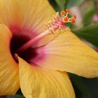 Hibiskusblüte