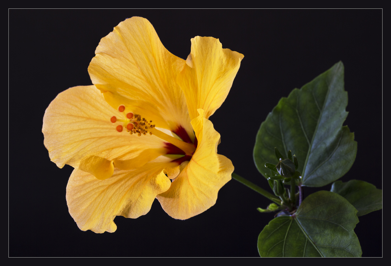 Hibiskusblüte