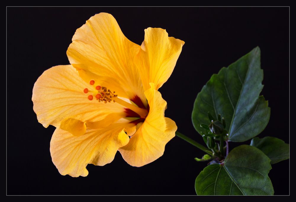 Hibiskusblüte