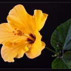 Hibiskusblüte