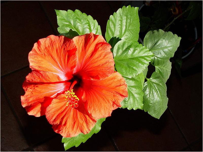 Hibiskusblüte