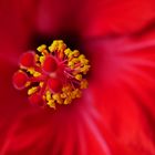 Hibiskusblüte