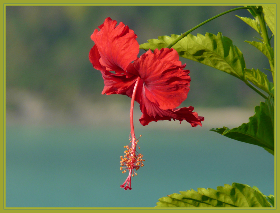 Hibiskusblüte