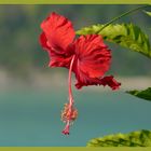 Hibiskusblüte