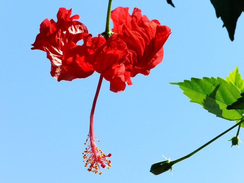 Hibiskusblüte