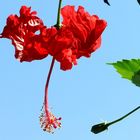 Hibiskusblüte