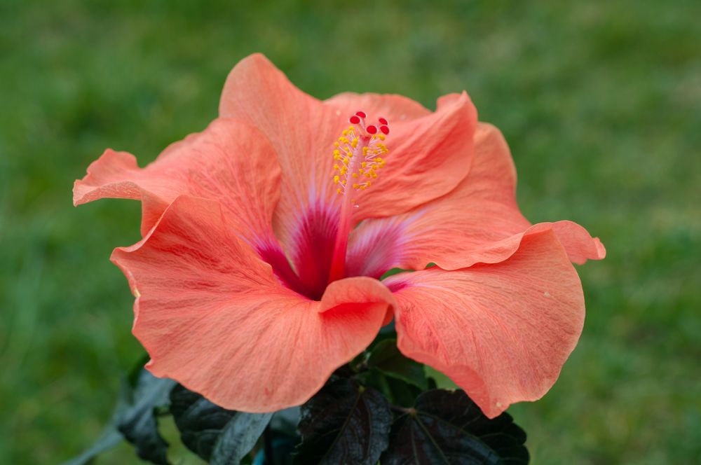 Hibiskusblüte