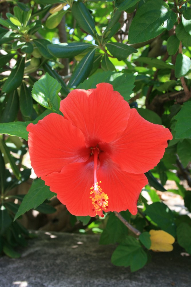 Hibiskusblüte