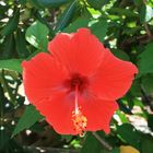 Hibiskusblüte