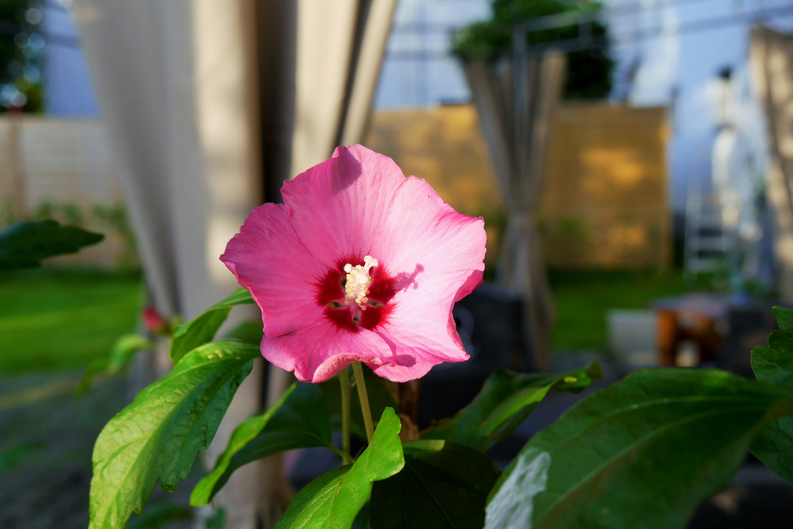 Hibiskusblüte