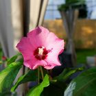 Hibiskusblüte