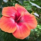 Hibiskusblüte 