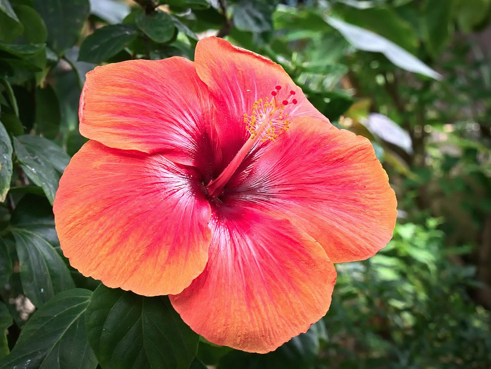 Hibiskusblüte Foto & Bild natur, hibiskus, pflanzen Bilder auf