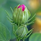 Hibiskusblüte